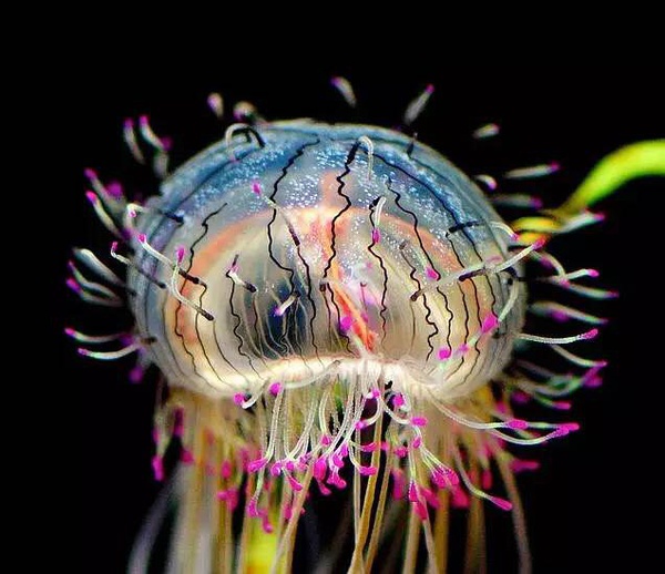 水母,無腦活億年